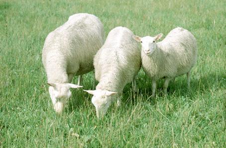 Old Finnsheep The love and hate sheep -Old native shorttail breed from