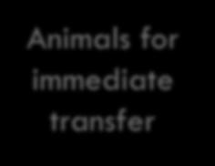 months Animals for immediate transfer