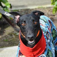 All greyhounds adopted from GAP are desexed, vaccinated, microchipped, wormed, and health checked.