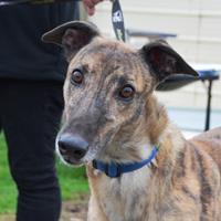 The greyhounds in attendance today will go to the first suitable family. Donald Age: 3 years old (whelped 08 Jul 2015) Racing Name: CATIONIC Microchip: 956000004374238 Meet delicious Donald!