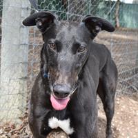 Cleo has been around children in the past and does settle well around them, but would prefer children that are old enough to play with her.
