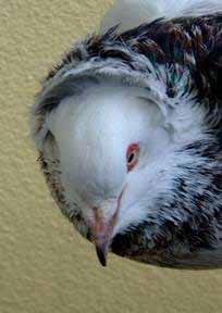 ceres; these should not be broader. In the blue series the beak colour may have a black tip at the upper beak.