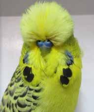 EASTERN DISTRICT BUDGERIGAR SOCIETY Inc. PRESTIGE BREEDERS AUCTION SATURDAY 6th APRIL 2019 NEW VENUE- FOREST HILL HALL Corner of Springvale Road & Canterbury Road. Forest Hill.