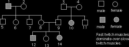 Part 9: Part 10: Pedigree Charts: In genetics, traits can be traced over several generations similar to a family tree. This family tree is called a Pedigree chart.