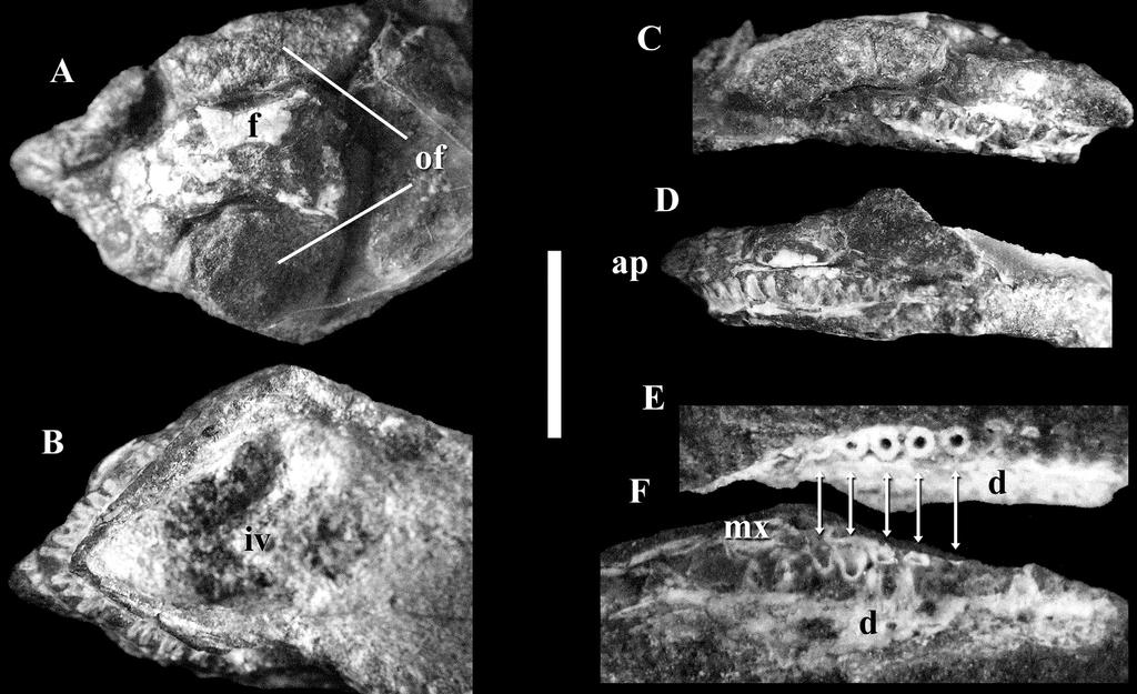 362 J. C. Cisneros Figure 7 Cranium of Spondylolestes rubidgei,rc3,holotype.a, dorsal; B, ventral; C, right lateral and D, left lateral views of the skull.