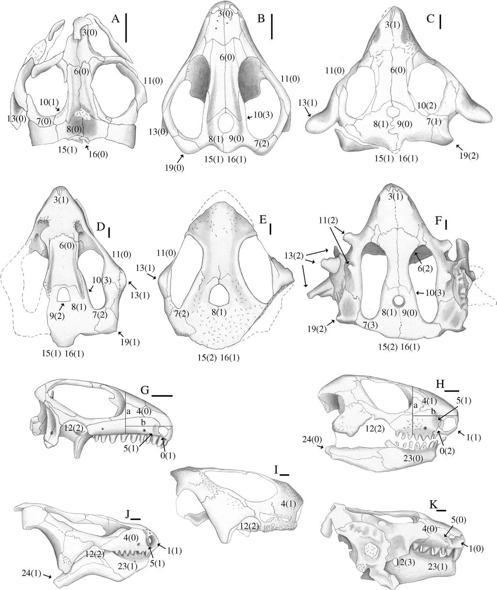 350 J. C. Cisneros Figure 1 Crania of procolophonoids in dorsal (A F) and right lateral (G K) views, showing some characters used in this study (states indicated in brackets).