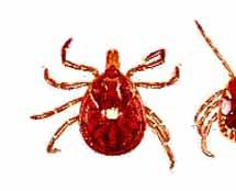 rash within a few weeks of a tick, be sure to tell your doctor about your tick