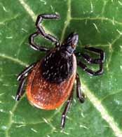 PREVENTION OF TICK-BORNE DISEASE Contrary to popular belief, ticks do not jump, fly or fall out of trees. They wait on low growing plants for a host to pass by.