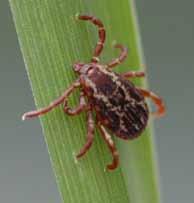 Inspect dogs for ticks every day.