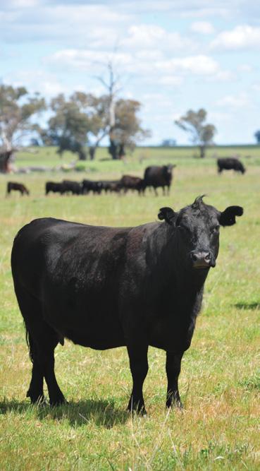 ACHIEVING SHORT JOINING PERIODS? The key strategies to running a successful short joining and calving period in a beef herd is efficient and insightful management.