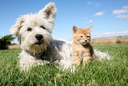 HOW TO PROTECT YOUR PET OVER SUMMER TRAVELLING IN CARS WITH PETS Going on holidays with pets is fun,