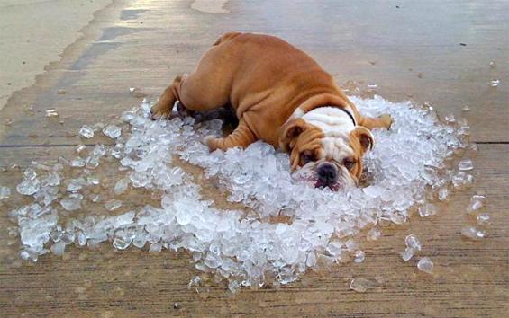 If you see signs of heat stroke keep your dog as cool as possible using cold water, wet towels or even ice and call your vet immediately.