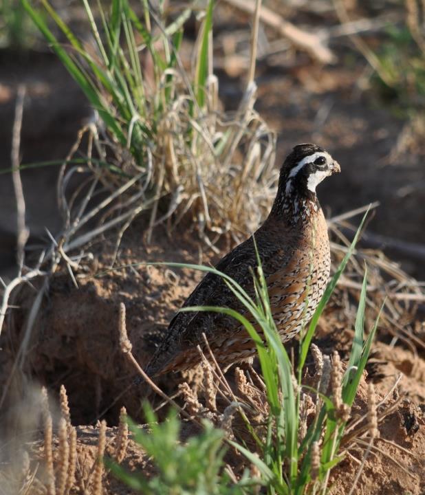 Texas Quail Index Result Demonstration Report 2016 Cooperators: Jerry Coplen, County Extension Agent for Knox County Amanda Gobeli, Extension Associate Dr.