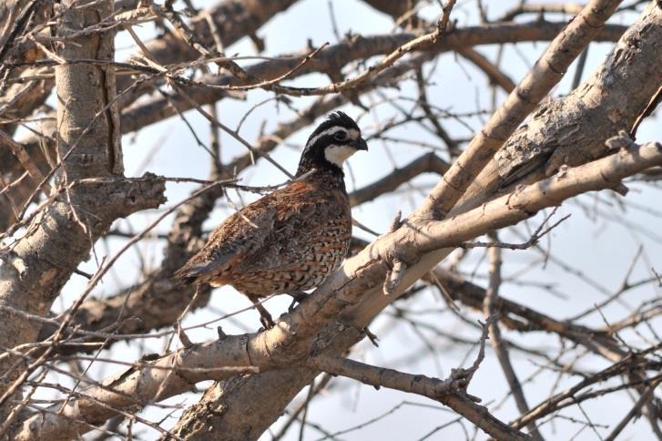 Spring Call Counts Counting the mating calls of bobwhite and scaled roosters in the spring is one way to gauge the population s reproductive potential for the year.