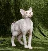 Astracan Pearly Queen was best Devon Rex kitten.