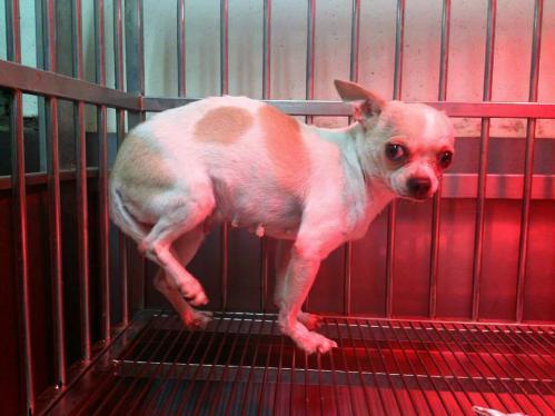 Betty is the Chihuahua from the shelter. Betty had a huge tumour on her chest, her ovaries were infected and withered, her pelvis broken, and on top of all that she had contracted coccidiosis.