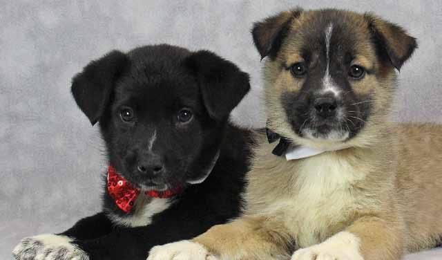 Rescue From Trash to Treasure Puppies Saved from Freezing by Local Hero It was an early morning in February with 9-degree wind chill.