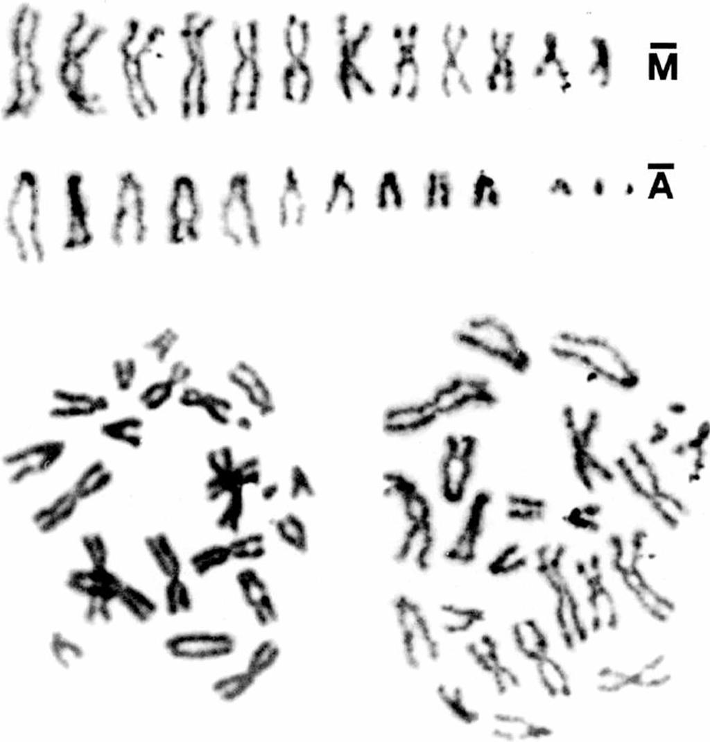 Fig. 18. Cephalcia masuttii sp. n. Karyotype and two mitotic metaphases from a male embryo (x 2,500). following decreasing number: C. erythrogaster 10, C. alashanica 6, C. alpina 4, C. abietis 3, C.