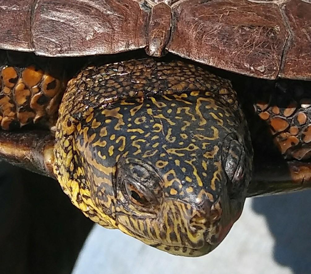 Figure 3 Western Pond Turtle with Mottled Patterns on skin.