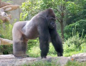 How to utilize available resources: People, Time, Money, Facilities Omaha s gorillas 11 males, 3 females, ages 2 to 37 yr 4 groups 3