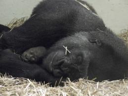 Fights and Bites Treat every wound and injury Cardiac Disease in Gorillas Diagnoses Ejection fraction (EF) Left ventricular
