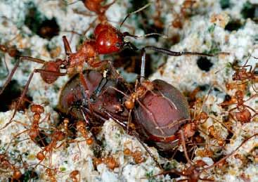mage courtesy of Brad iero ants have a garid you know that there is a kind of ant that den where they builds an amazing city of its own? t grow their own is called the leaf cutter ant. hen a food.