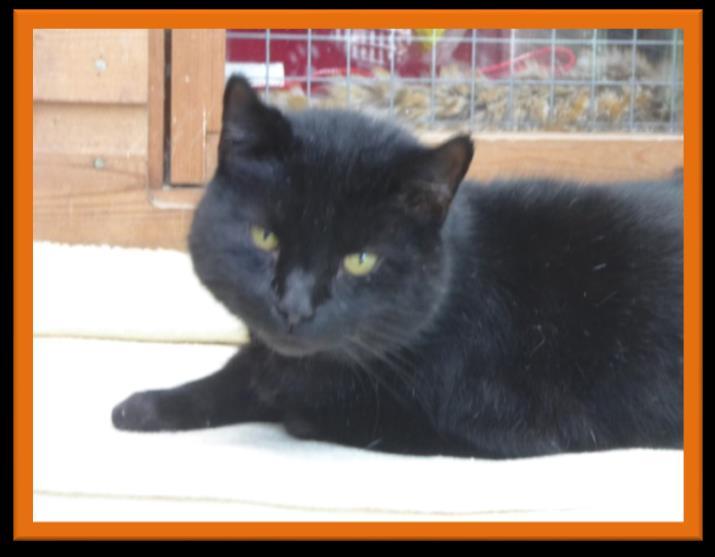 Cats for Homing SOX (A Golden Oldie ) Sox is a 12 year old neutered male.