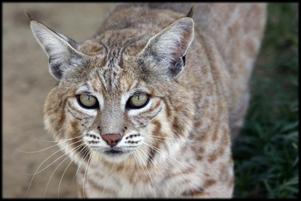 S pots & S t ripes S u mmer 2017 P a ge 5 Cat of the Quarter: Willow the Bobcat When EFBC visitors venture up into the area of the facility we call The L, they re usually greeted on one side of the