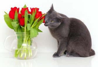 If you have a plant and are not sure whether it will harm your cat, there is an extensive list of plants and flowers on the International Cat Care website. http://icatcare.