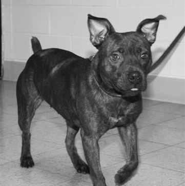 We currently have eight pit bulls at the HSOV. Their photos and descriptions are included on this page.
