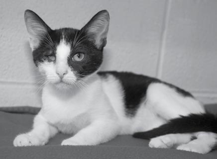 A SPECIAL-NEEDS KITTEN NAMED HALO Halo was a beautiful 4-month old female kitten who made her debut at the HSOV on August 25, 2011 after she was found on Glendale Road in Marietta, Ohio.