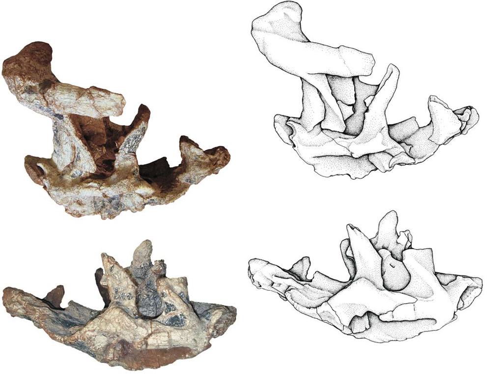 State, Brazil; left prefrontal in lateral (A 1, A 2 ) and dorsal (A 3, A 4 ) views. Photographs (A 1, A 3 ) and explanatory drawings (A 2, A 4 ).