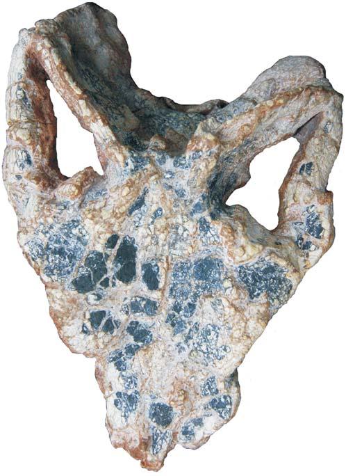 182 ACTA PALAEONTOLOGICA POLONICA 64 (1), 2019 A 1 A 2 nasal anterior of the frontal prefrontal frontal lateral protuberance of the postorbital medial of the postorbital postorbital postfrontal