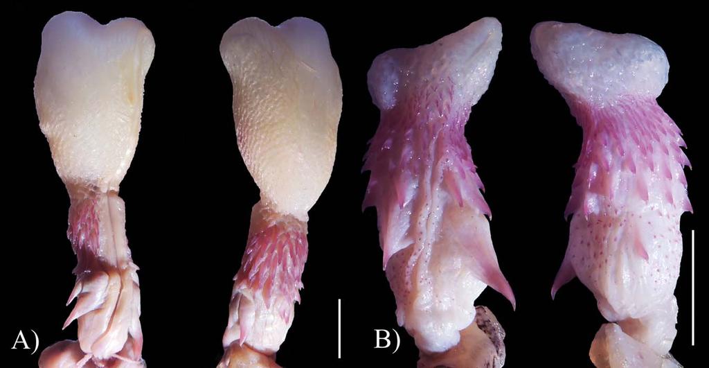 Differences are found in the apical part of the hemipenes and no hook is visible on the base of the N. tessellata hemipenis. The hemipenis of N. tessellata (Fig.