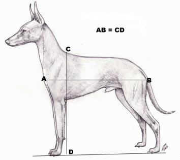 in fact gives the head more elegance and distinction. The square construction does not need comments, the cirneco must be a squared dog. (Fig.5). Fig.5 Fig.6 Fig.