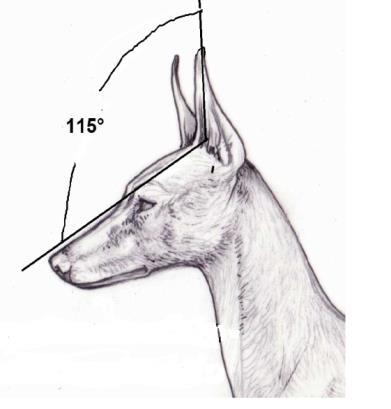 Many Cirneco show a horizontal fold on the ear around half of its length. Such peculiarity is of genetic inheritance and it also depends on the consistency of the cartilage.