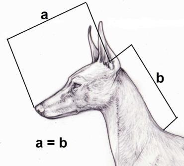 From their profile perspective, they must form an obtuse angle of 115 in line with skull profile. (Fig. 24).