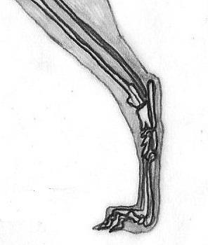 The hock has a close angle and seen from the back, it is set on the vertical line from the tip of the buttock to the ground. Metatarsus must lack of spurs and it has not to be excessively long (Fig.