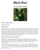 Black Bear. Ursus americanus
