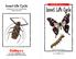 Insect Life Cycle.  Visit  for thousands of books and materials.