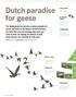 Dutch paradise for geese