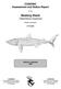 Basking Shark Cetorhinus maximus