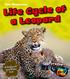Life Cycle of a Leopard