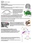 AP Biology Exercise #20 Chordates - Reptiles Lab Guide