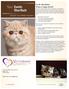 Exotic Shorthairs: What a Unique Breed!