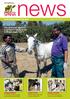 Find out how our veterinary programme is helping horses in Ethiopia. Pages 10 & 11