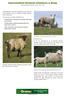 Gastrointestinal Nematode Infestations in Sheep