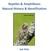 Reptiles & Amphibians Natural History & Identification. Gray Treefrog
