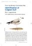 Identification of Caspian Gull