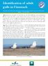 Identification of gulls in the field can be both difficult and challenging.